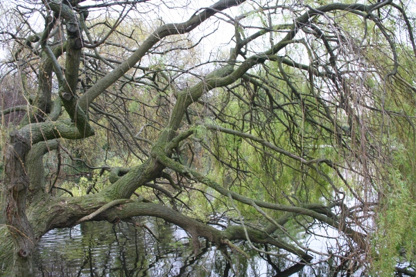 photo of Tree in Regent's Park